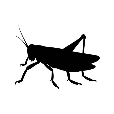 Beyaz arka planda bir çekirgenin silueti, böcek yaşamı çizimi