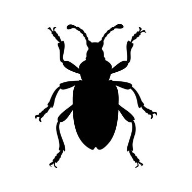 Benzersiz anatomik özelliklerini gösteren bir böceğin ayrıntılı silueti.