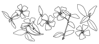 Periwinkle, beyaz üzerine zarif doğrusal çizim.