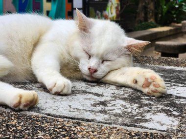 Beyaz sokak kedisi dışarıda beton masada huzur içinde uyuyor.