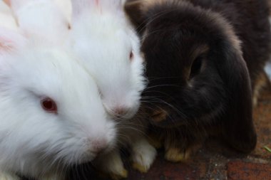 Tavşan, tavşan, tavşan, tavşan,