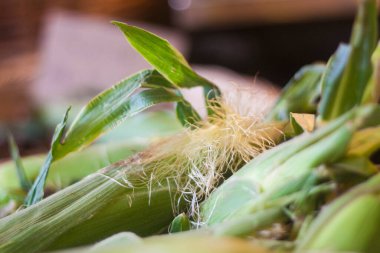 Mısır koçanları yakın görünüm
