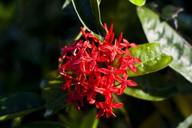 Bahçede kırmızı ve yeşil çiçekler