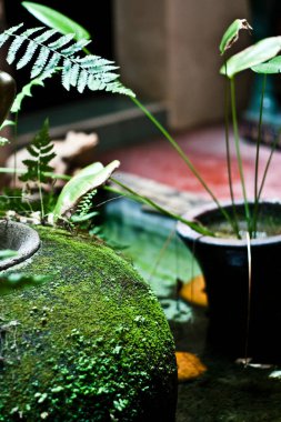 Güzel botanik fotoğrafı, doğal duvar kağıdı.