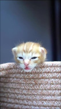 Sevimli bir kızıl kedi yavrusu, etkileyici gözleriyle kafasını örgü bir sepetten çıkarıp, neşeli cazibesini sergiliyor..
