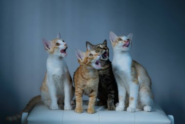 Bir grup nişanlı kedi hoş, büyüleyici kişiliklerini ve özelliklerini dışavuruyor ve ifade ediyor.
