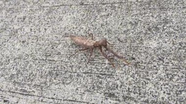 Asfaltta dans eden dev kahverengi peygamber devesi. Yakın çekim böcek davranışı, adaptasyon, esneklik, hayatta kalma, doğa, denge, hareket.