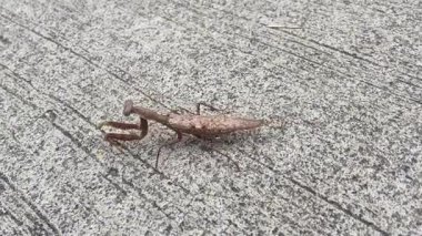 Kahverengi Asyalı peygamber devesi kaldırımda farklı açılardan hareket ediyor. Böcek, doğa, adaptasyon, hayatta kalma, evrim, denge, vahşi yaşam, açık hava.