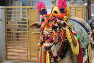 Geleneksel süslemeli Güney Hint ineği geleneksel Pongal dini festivaliniz kutlu olsun.