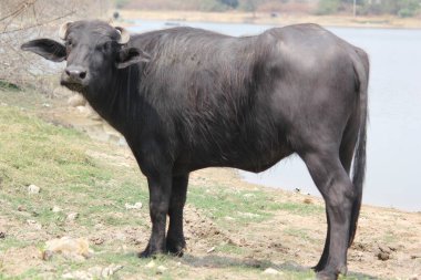 Su gölünde bufalo, İtalyan bufalosu ve Hint bufalosu yakın çekim.