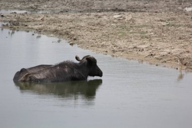 Su gölünde bufalo, İtalyan bufalosu ve Hint bufalosu yakın çekim.