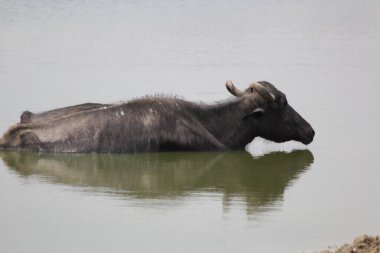 Su gölünde bufalo, İtalyan bufalosu ve Hint bufalosu yakın çekim.