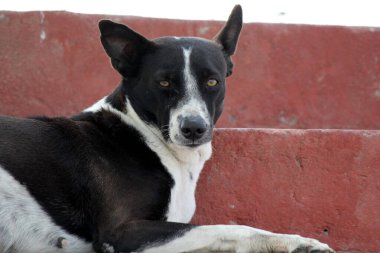 Beyaz yakalı köpek.