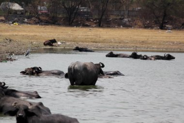 Su gölünde bufalo, İtalyan bufalosu ve Hint bufalosu yakın çekim.