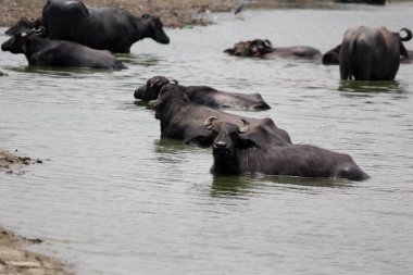 Su gölünde bufalo, İtalyan bufalosu ve Hint bufalosu yakın çekim.