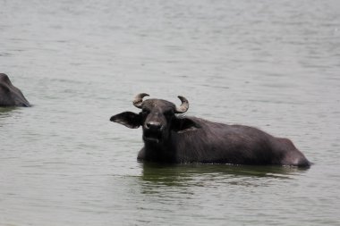Su gölünde bufalo, İtalyan bufalosu ve Hint bufalosu yakın çekim.