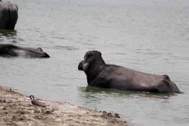 Su gölünde bufalo, İtalyan bufalosu ve Hint bufalosu yakın çekim.