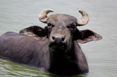 Su gölünde bufalo, İtalyan bufalosu ve Hint bufalosu yakın çekim.