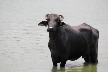 Su gölünde bufalo, İtalyan bufalosu ve Hint bufalosu yakın çekim.