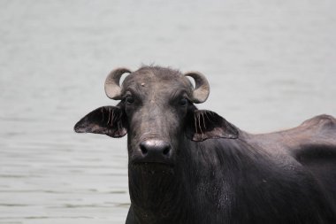 Su gölünde bufalo, İtalyan bufalosu ve Hint bufalosu yakın çekim.