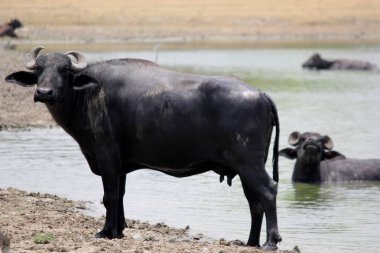 Su gölünde bufalo, İtalyan bufalosu ve Hint bufalosu yakın çekim.