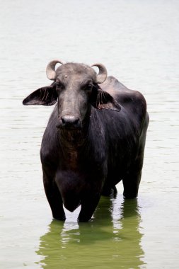 Su gölünde bufalo, İtalyan bufalosu ve Hint bufalosu yakın çekim.