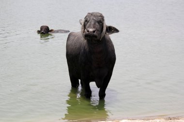 Su gölünde bufalo, İtalyan bufalosu ve Hint bufalosu yakın çekim.