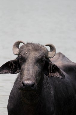 Su gölünde bufalo, İtalyan bufalosu ve Hint bufalosu yakın çekim.