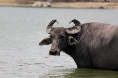 Su gölünde bufalo, İtalyan bufalosu ve Hint bufalosu yakın çekim.