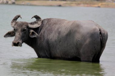 Su gölünde bufalo, İtalyan bufalosu ve Hint bufalosu yakın çekim.