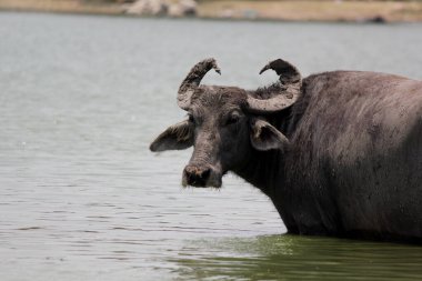 Su gölünde bufalo, İtalyan bufalosu ve Hint bufalosu yakın çekim.