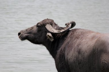 Su gölünde bufalo, İtalyan bufalosu ve Hint bufalosu yakın çekim.