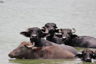 Su gölünde bufalo, İtalyan bufalosu ve Hint bufalosu yakın çekim.