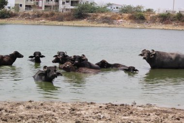 Su gölünde bufalo, İtalyan bufalosu ve Hint bufalosu yakın çekim.