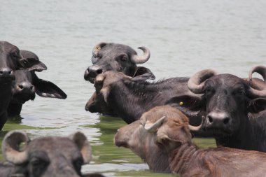 Su gölünde bufalo, İtalyan bufalosu ve Hint bufalosu yakın çekim.