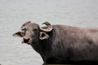 Su gölünde bufalo, İtalyan bufalosu ve Hint bufalosu yakın çekim.