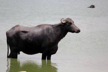 Su gölünde bufalo, İtalyan bufalosu ve Hint bufalosu yakın çekim.