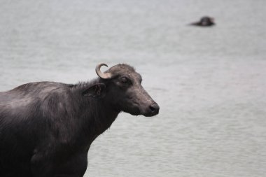 Su gölünde bufalo, İtalyan bufalosu ve Hint bufalosu yakın çekim.