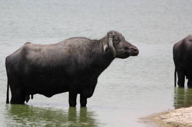 Su gölünde bufalo, İtalyan bufalosu ve Hint bufalosu yakın çekim.