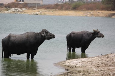 Su gölünde bufalo, İtalyan bufalosu ve Hint bufalosu yakın çekim.