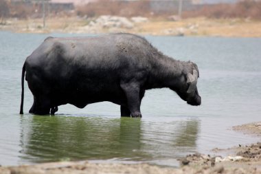 Su gölünde bufalo, İtalyan bufalosu ve Hint bufalosu yakın çekim.