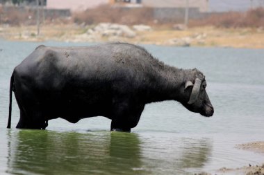 Su gölünde bufalo, İtalyan bufalosu ve Hint bufalosu yakın çekim.