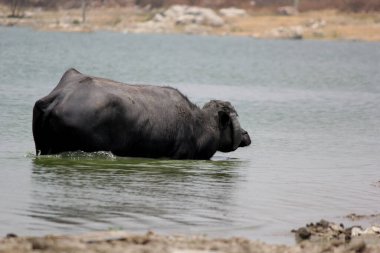 Su gölünde bufalo, İtalyan bufalosu ve Hint bufalosu yakın çekim.