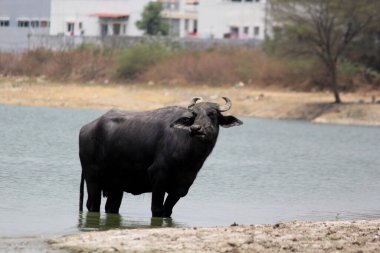 Su gölünde bufalo, İtalyan bufalosu ve Hint bufalosu yakın çekim.
