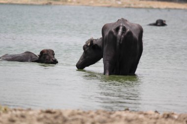 Su gölünde bufalo, İtalyan bufalosu ve Hint bufalosu yakın çekim.