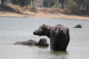 Su gölünde bufalo, İtalyan bufalosu ve Hint bufalosu yakın çekim.