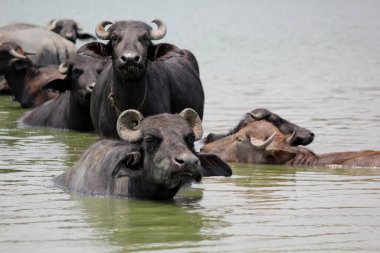 Su gölünde bufalo, İtalyan bufalosu ve Hint bufalosu yakın çekim.