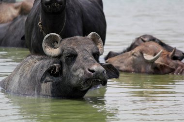 Su gölünde bufalo, İtalyan bufalosu ve Hint bufalosu yakın çekim.
