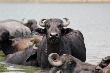 Su gölünde bufalo, İtalyan bufalosu ve Hint bufalosu yakın çekim.