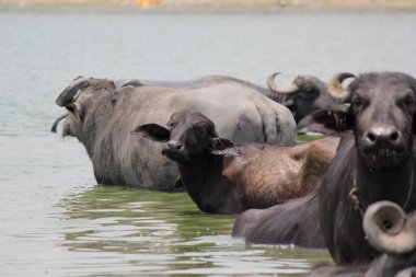 Su gölünde bufalo, İtalyan bufalosu ve Hint bufalosu yakın çekim.